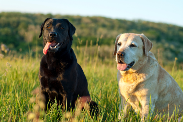 Labrador